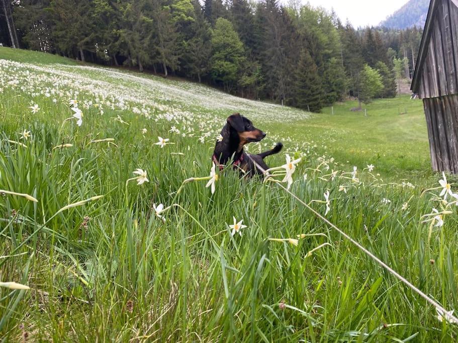 Alpenurlaub II Wohnung Mit Traumausblick باد ميترندورف المظهر الخارجي الصورة